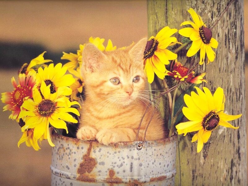 kitten in a flower bucket