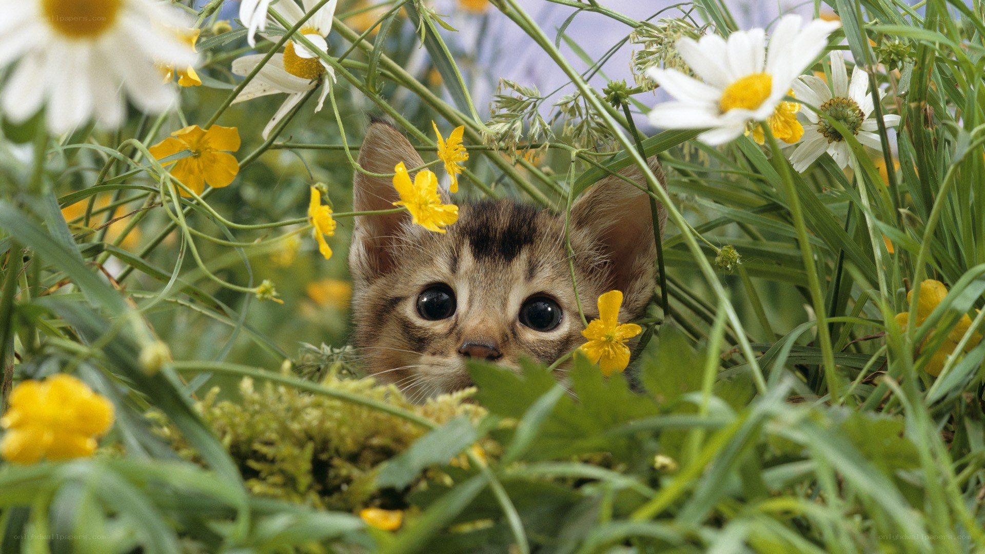kitten in a flower field