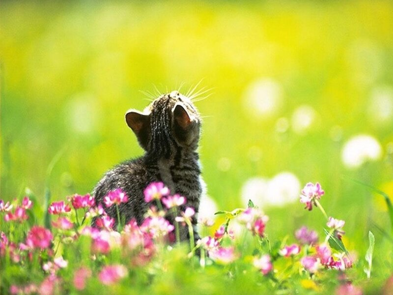 kitten in a flower field