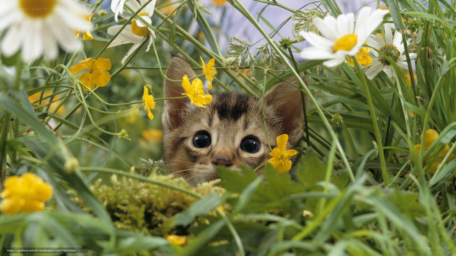 kitten in a flower field