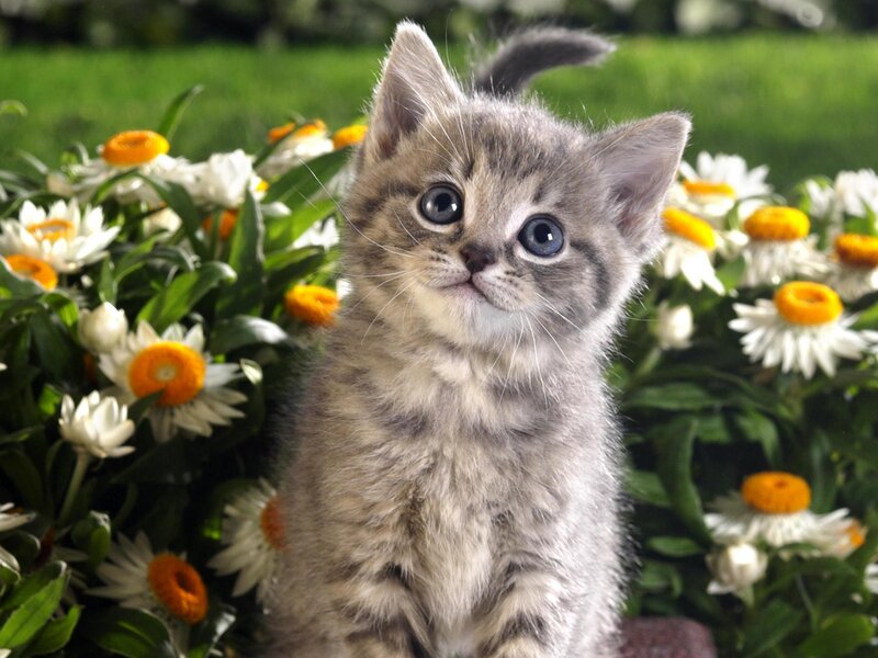 kitten in a flower garden