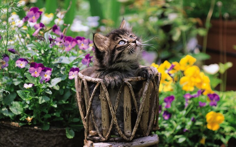 kitten in a flower garden