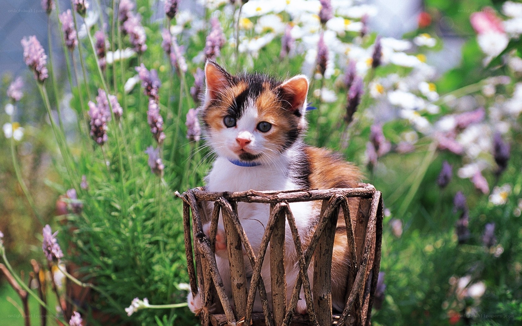 Kitten in a flower garden
