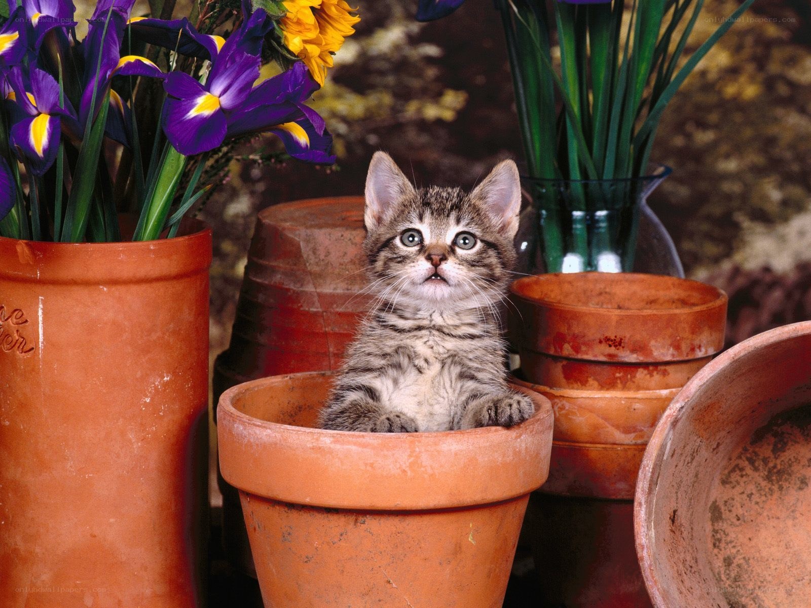 kitten in a flower pot