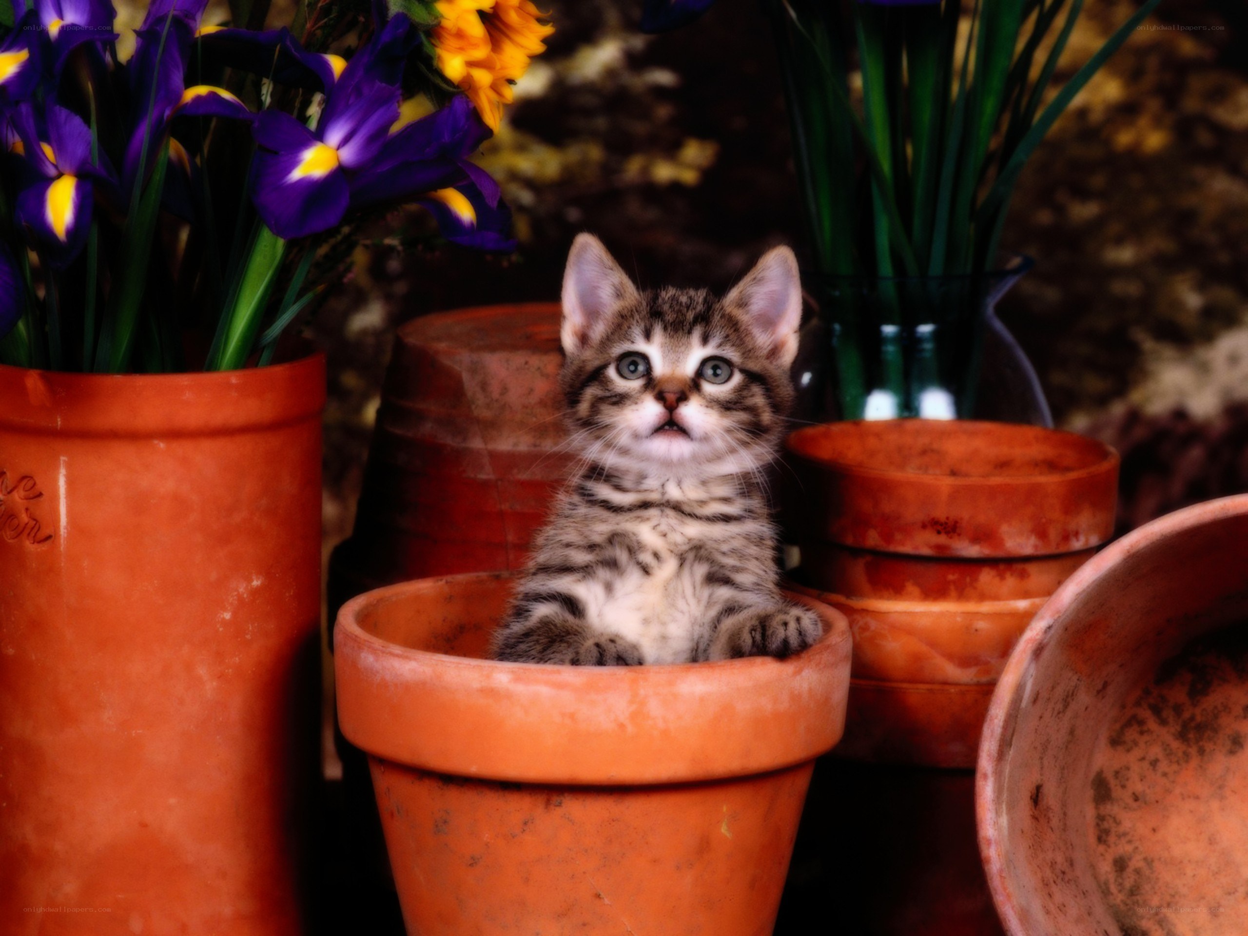 kitten in a flower pot
