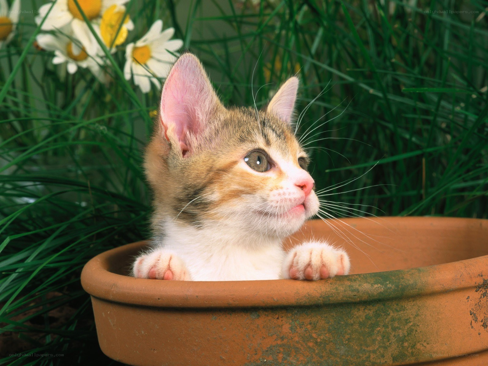 kitten in a flower pot