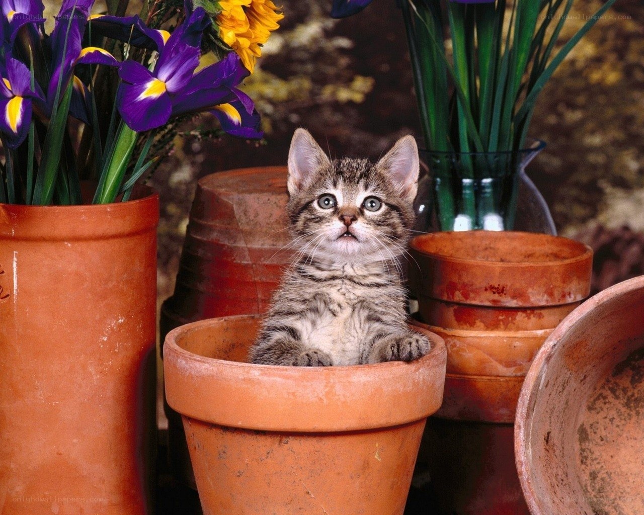 kitten in a flower pot