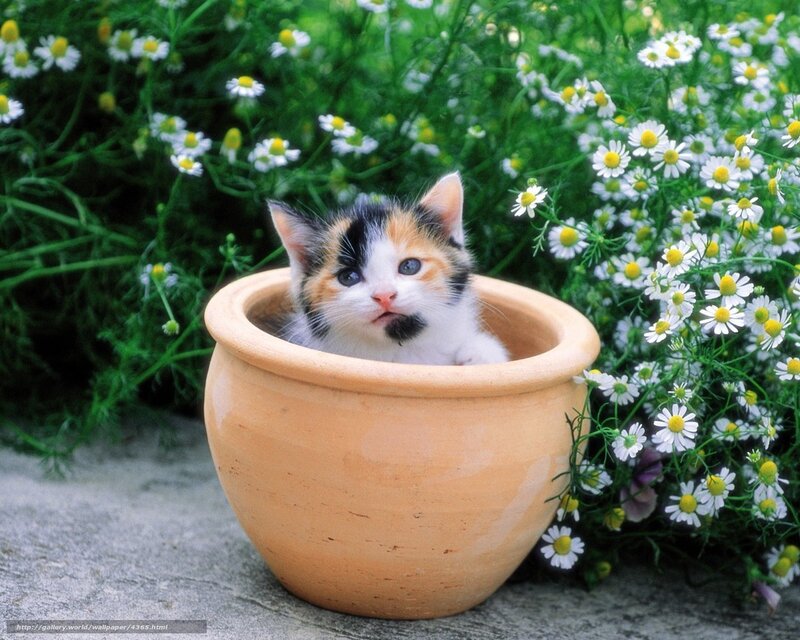 kitten in a flower pot