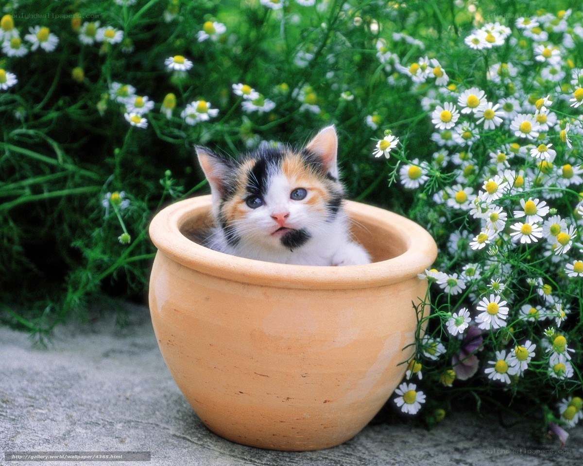kitten in a flower pot