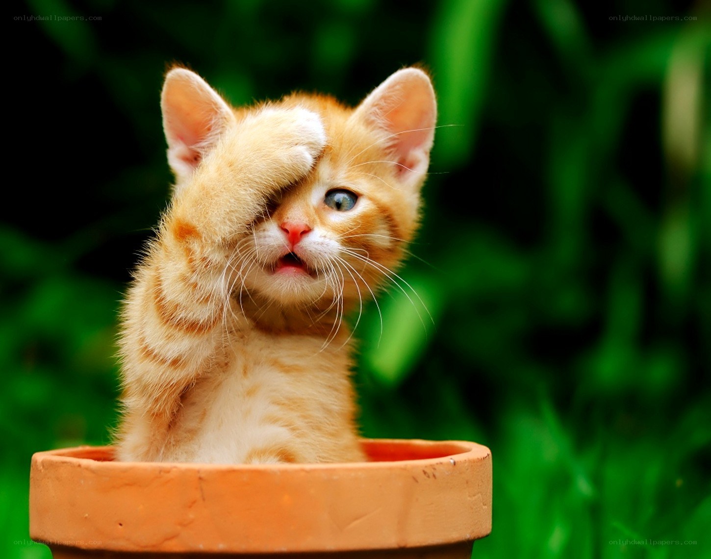 kitten in a flowerpot