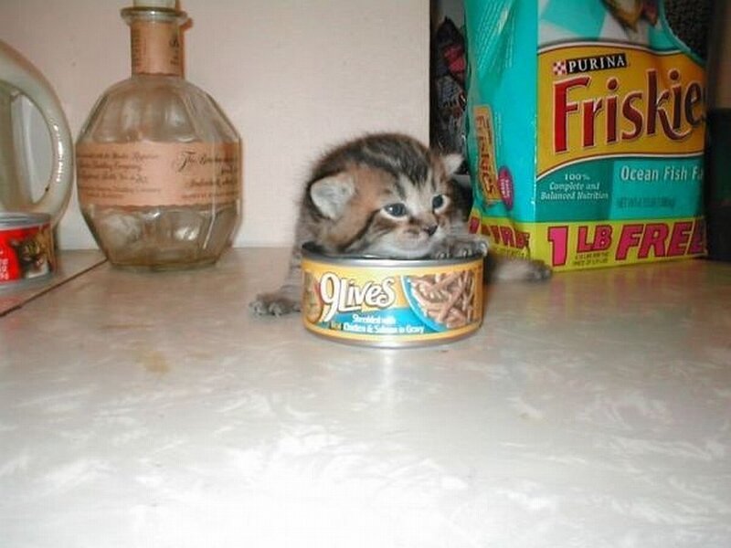 kitten in a food can