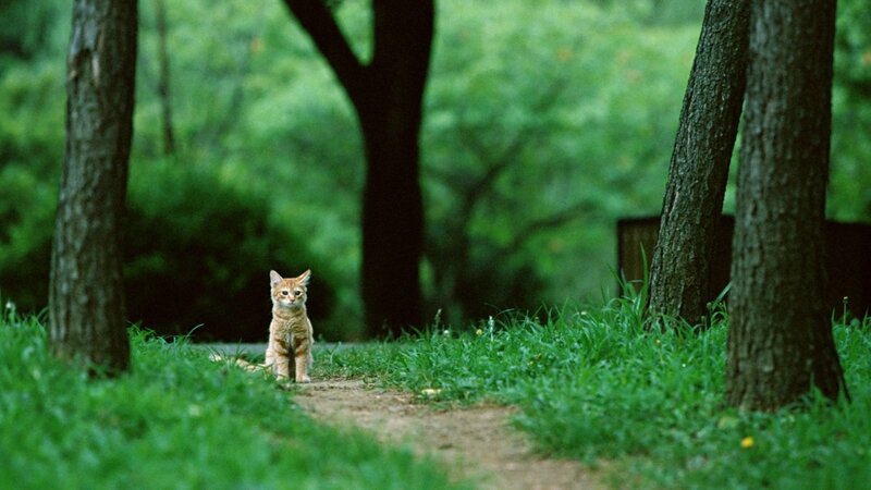 Kitten in a forest path