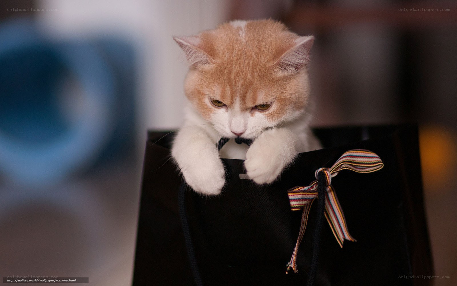 kitten in a gift bag