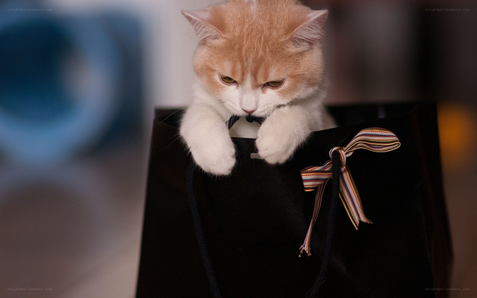kitten in a gift bag