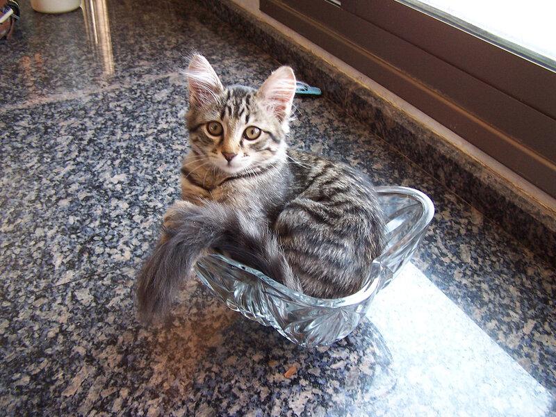 kitten in a glass bowl