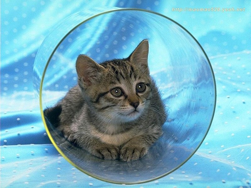 kitten in a glass tube