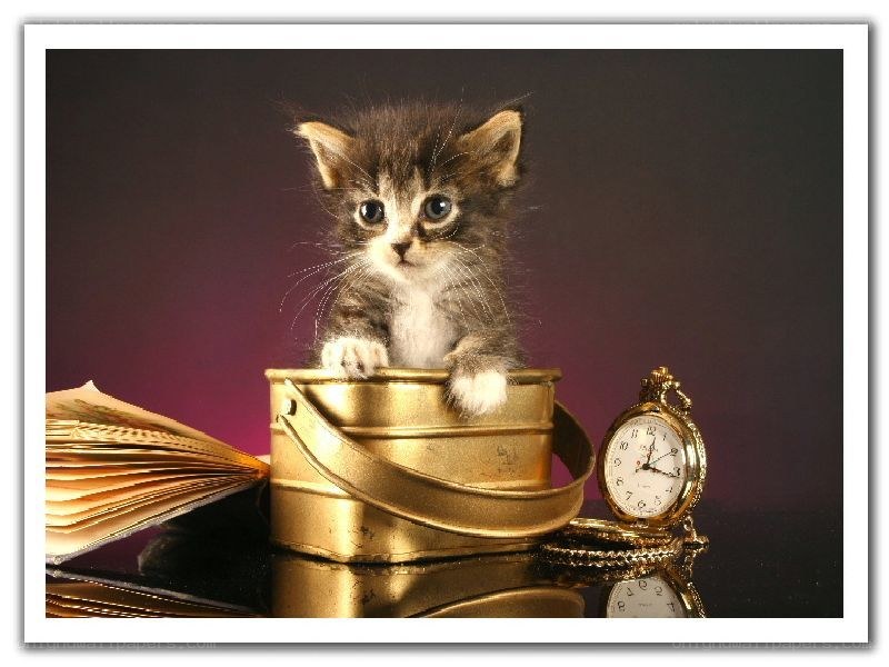 kitten in a golden bucket