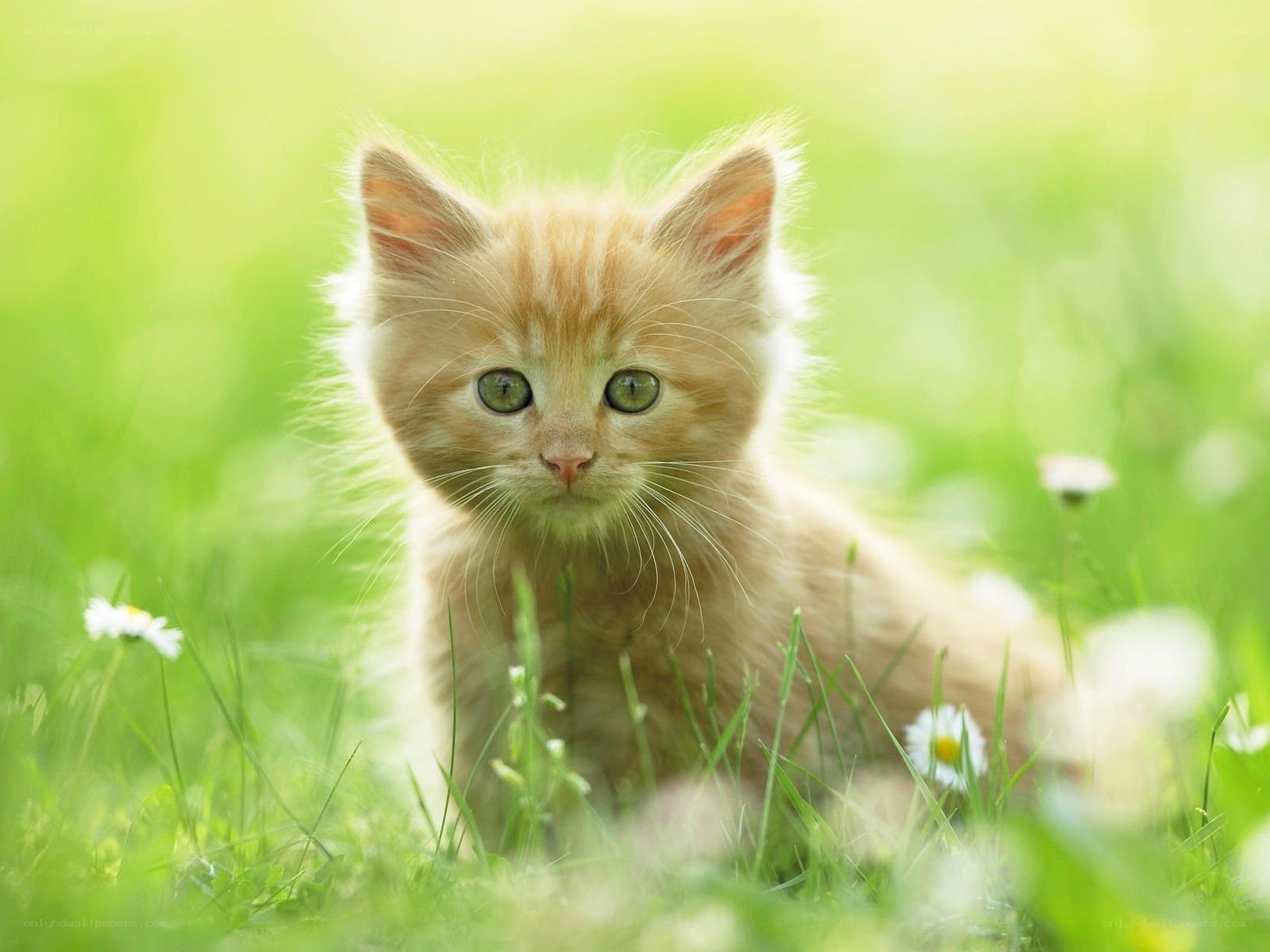 kitten in a grassy field