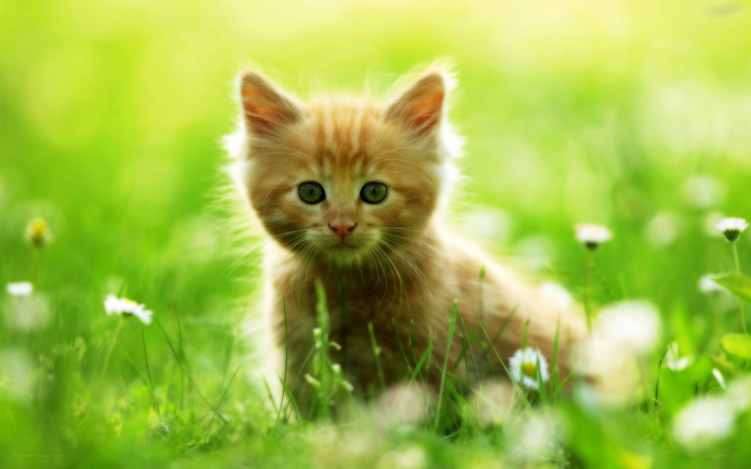 kitten in a grassy field