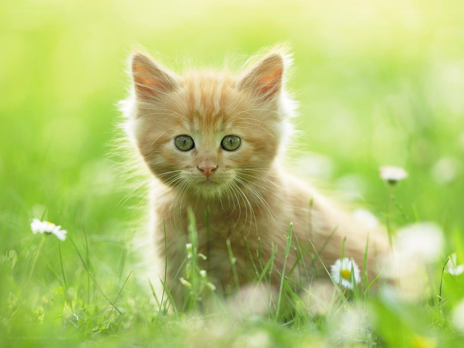 kitten in a grassy field