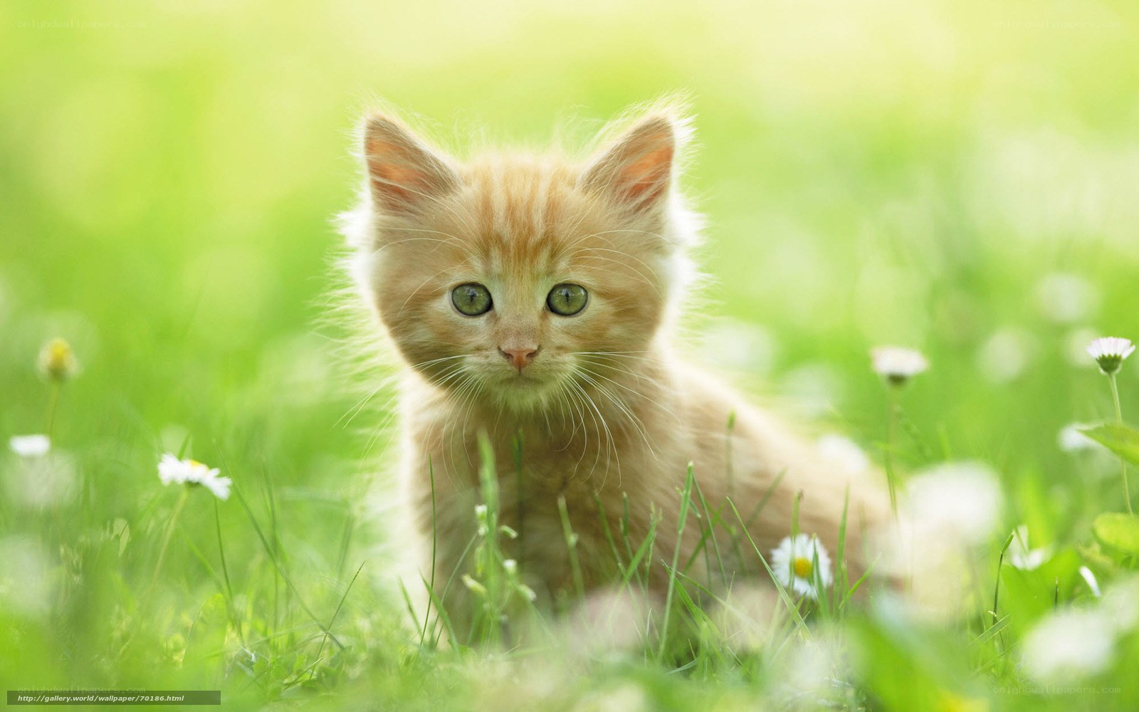 kitten in a grassy field