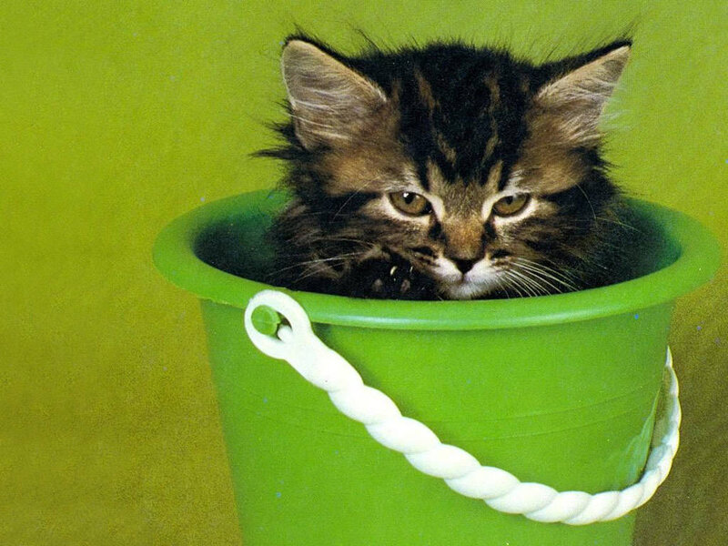 kitten in a green bucket