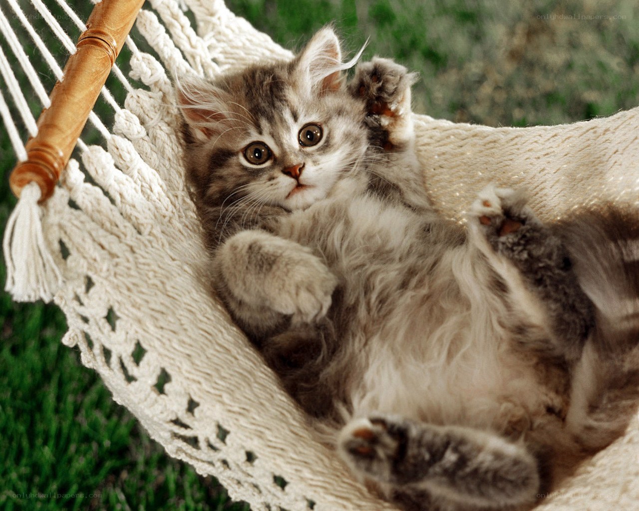 kitten in a hammock
