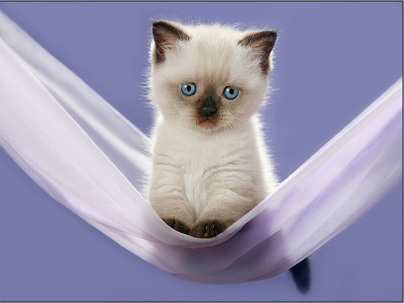 kitten in a hammock