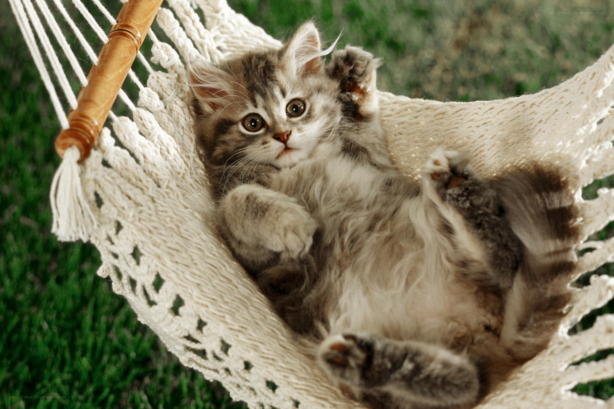 Kitten in a hammock