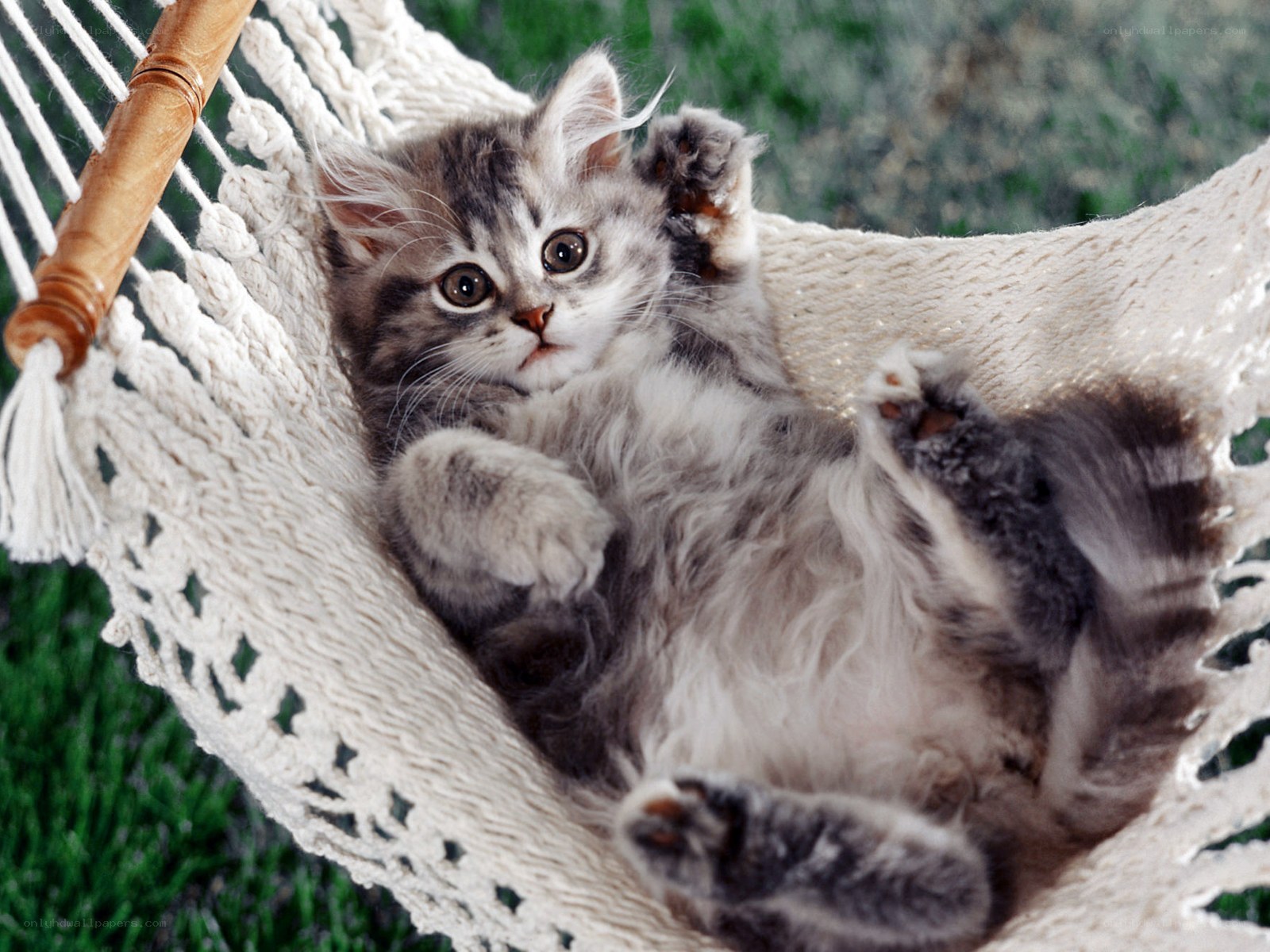 kitten in a hammock