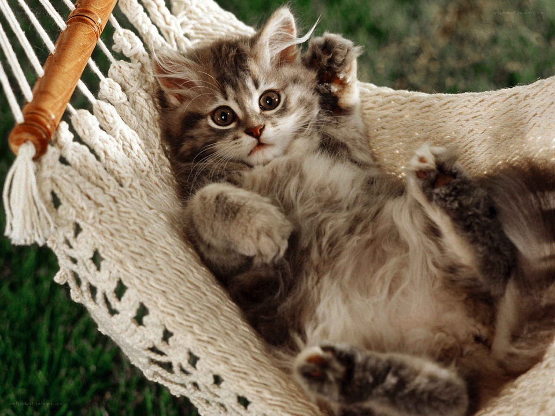 kitten in a hammock