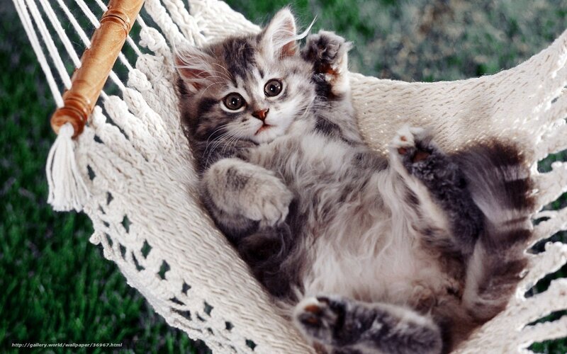 kitten in a hammock