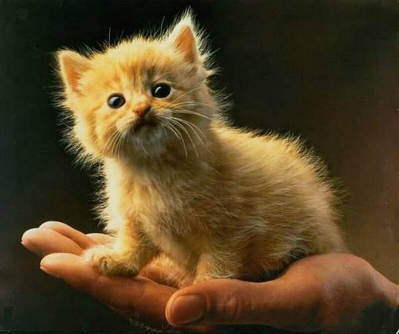 kitten in a hand