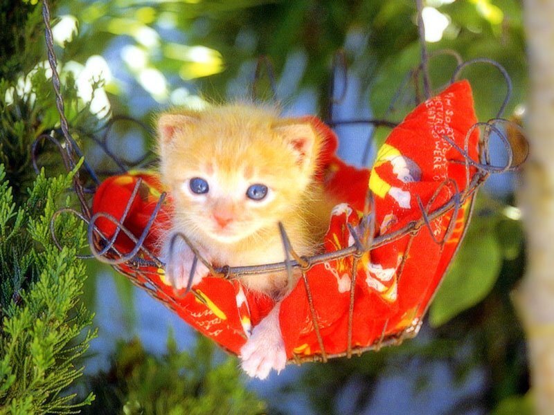 kitten in a hanging basket