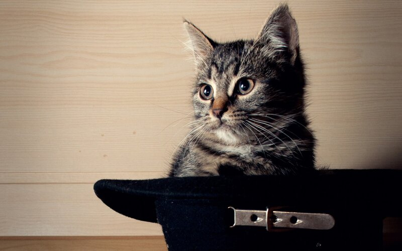 kitten in a hat