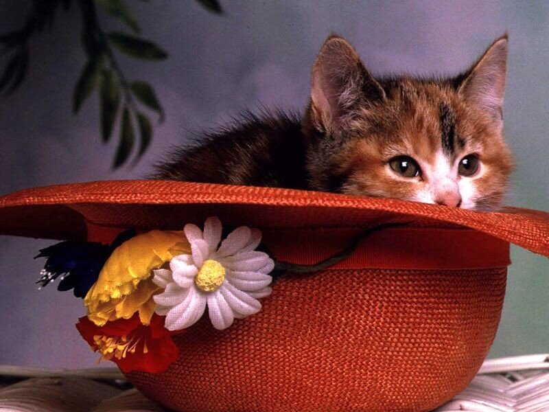 kitten in a hat