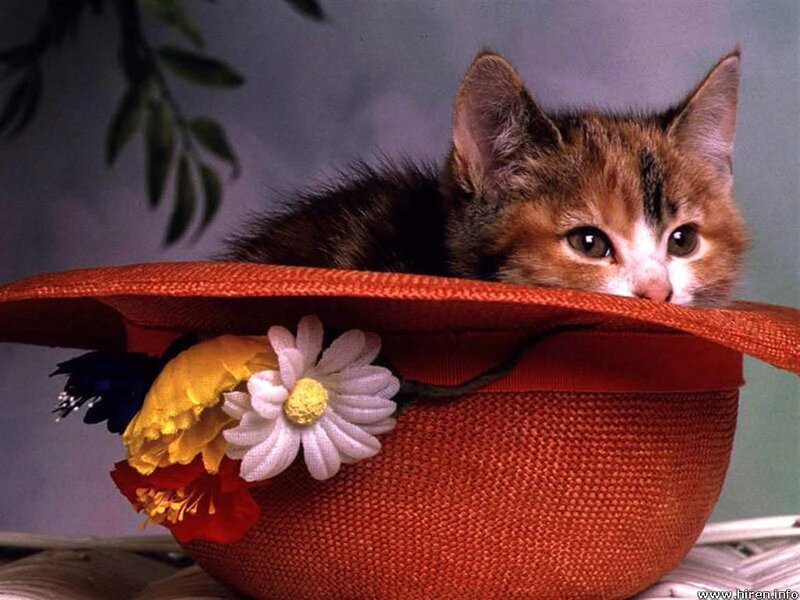 kitten in a hat