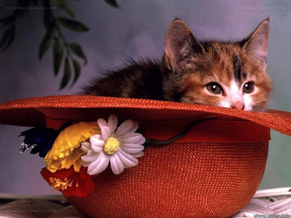 kitten in a hat