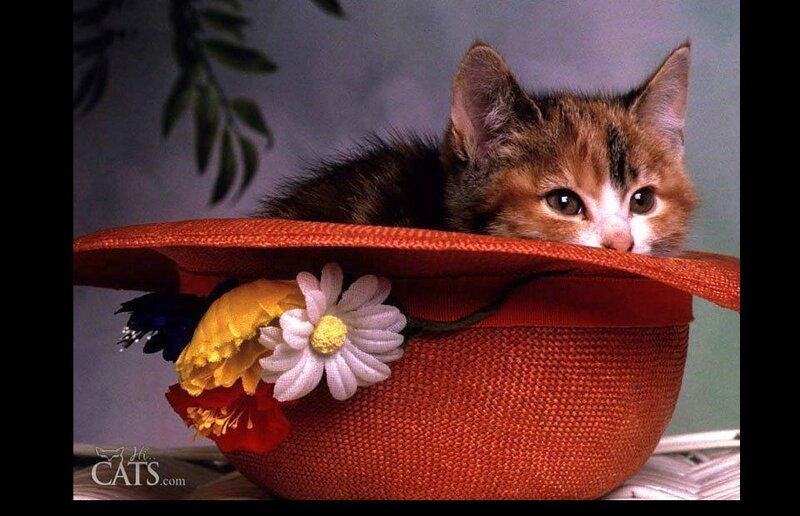 kitten in a hat