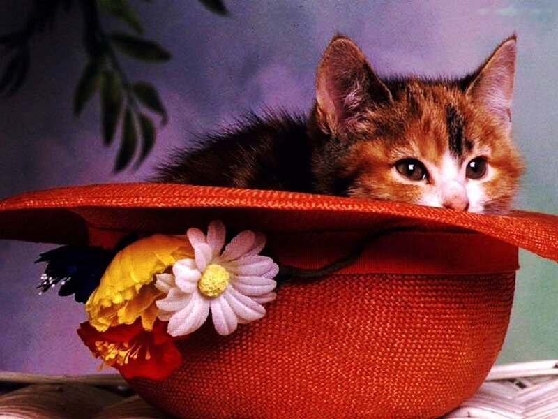 Kitten in a Hat — Red
