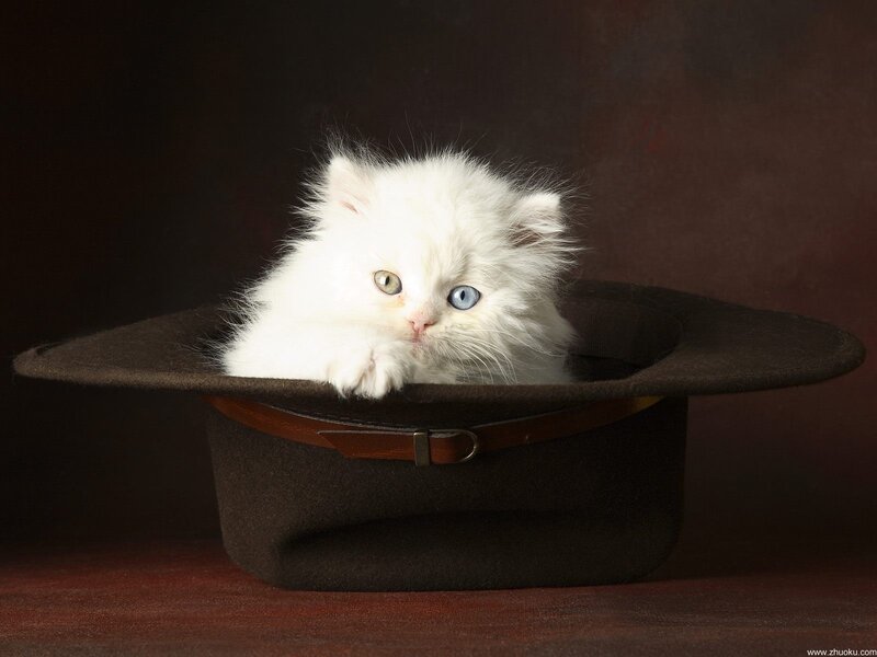 kitten in a hat