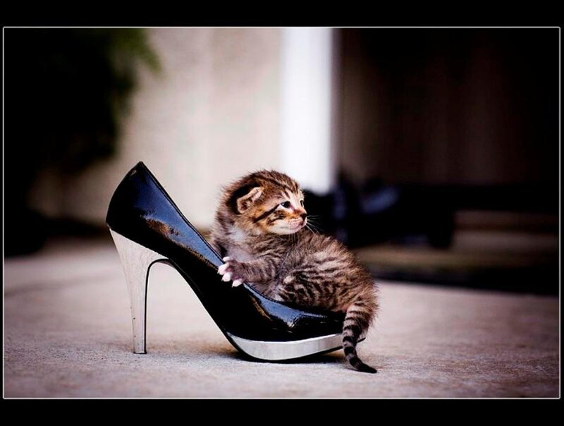 kitten in a high heel shoe
