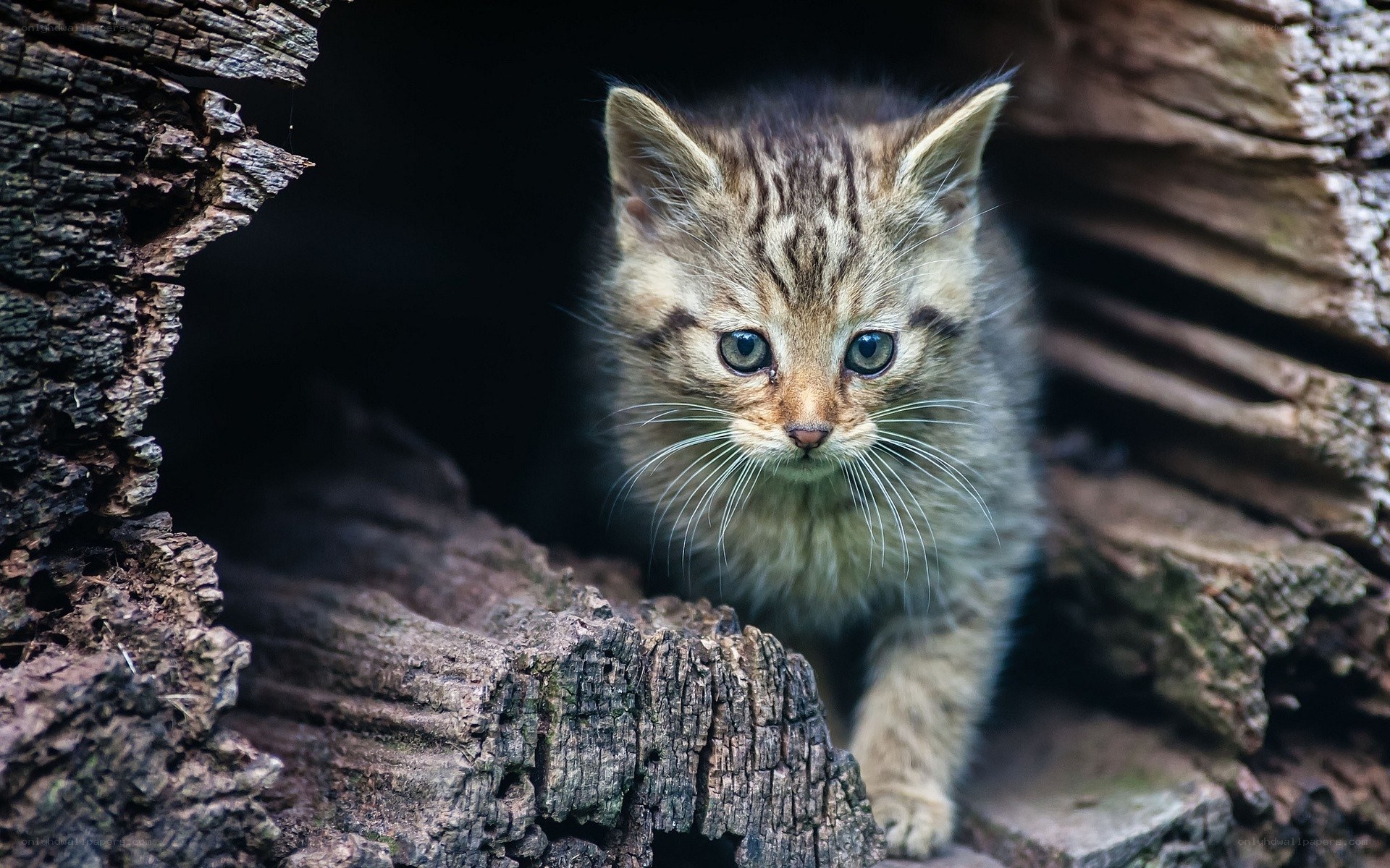 kitten in a hollow log