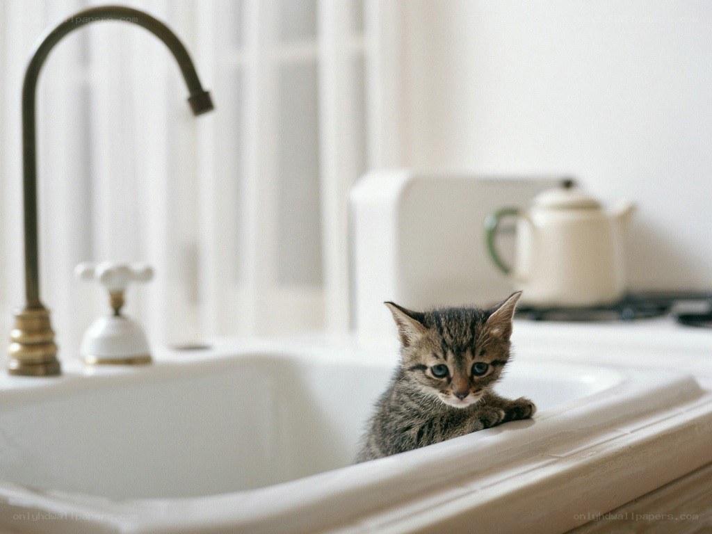 kitten in a kitchen sink
