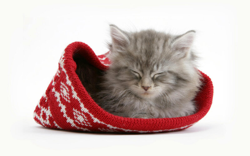 kitten in a knitted hat