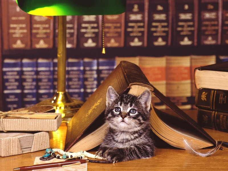 kitten in a library