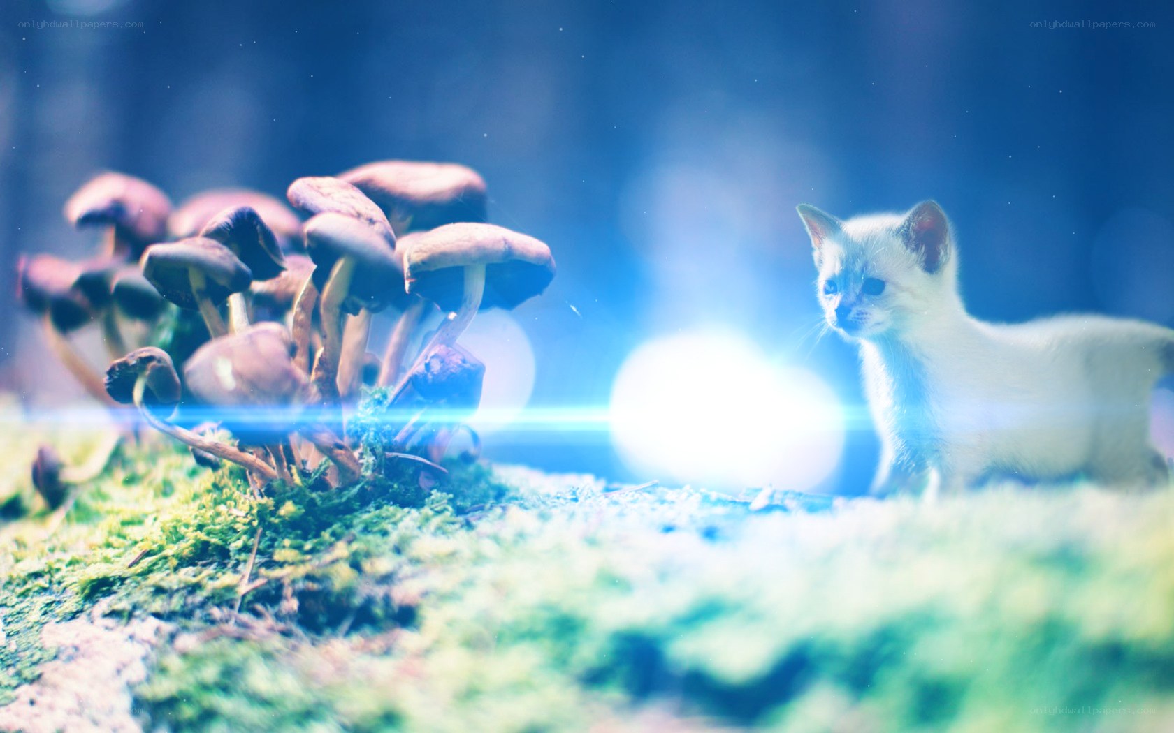 kitten in a magical forest