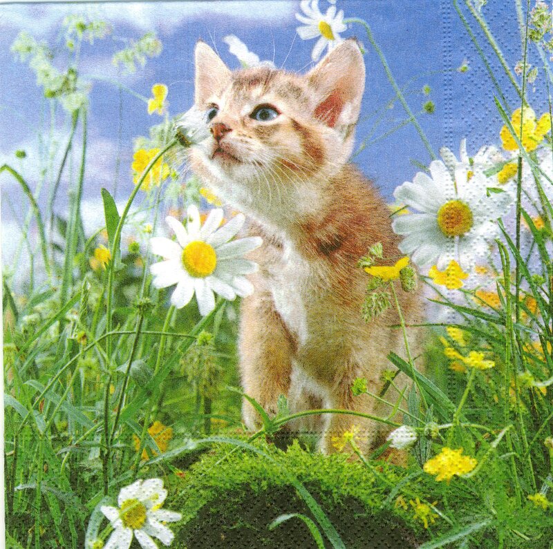 Kitten in a Meadow