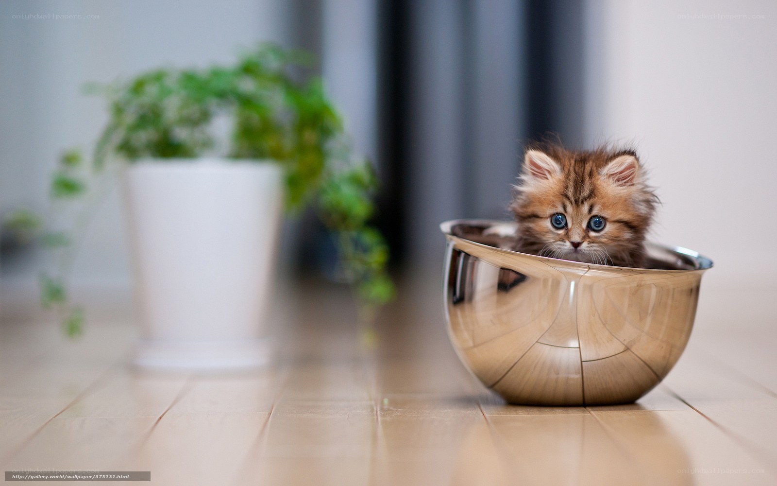 kitten in a metal bowl