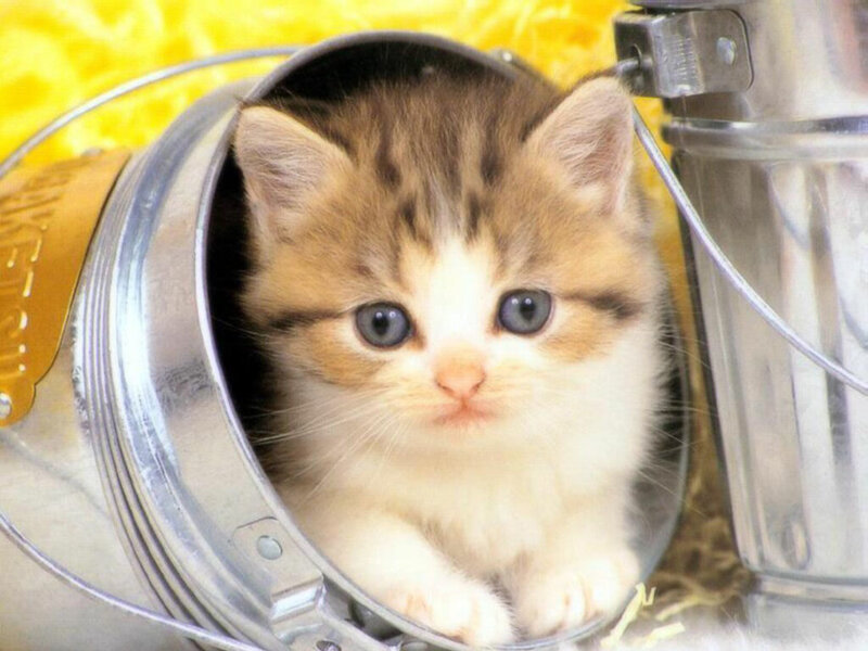 kitten in a metal bucket